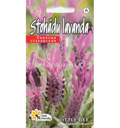 STOHĀDU LAVANDA PEDUNCULATA