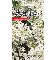 LIELZIEDU PLATSĒKLE WHITE LACE