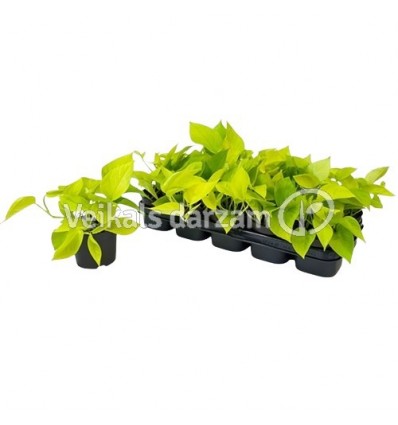 EPIPREMNA (EPIPREMNUM) GOLD POTHOS 12Ø25H