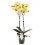 FALENOPSIS FLORICLONE LIMELIGHT 12Ø60H