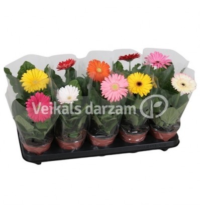 GERBERA MIX 12Ø25H