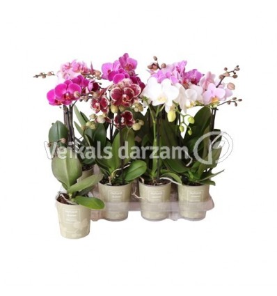 FALENOPSIS NATURAL CHARM MIX 9Ø40H