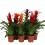 BROMĒLIJA (BROMELIA) MIX 12Ø40H