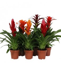 BROMĒLIJA (BROMELIA) MIX 12Ø40H