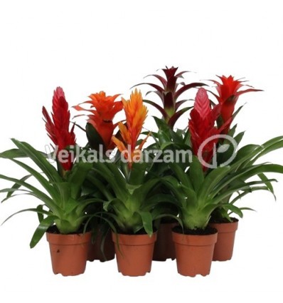 BROMĒLIJA (BROMELIA) MIX 12Ø40H