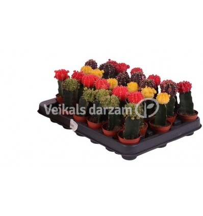 GIMNOJKALĪCIJS ((GYMNOCALYCIUM) MIX 5,5Ø12CM