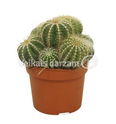 PARODIJA (NOTOCACTUS MAGNIFICUS) 12Ø15H