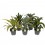 DRACĒNA (DRACAENA FRAGRANS) MIX 17Ø50H