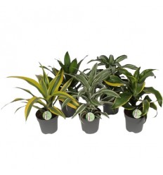 DRACĒNA (DRACAENA FRAGRANS) MIX 17Ø50H