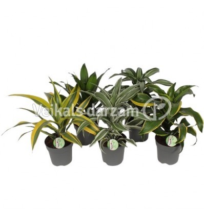 DRACĒNA (DRACAENA FRAGRANS) MIX 17Ø50H