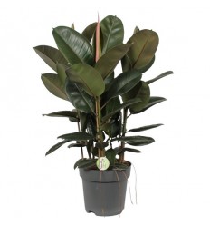 FIKUSS (FICUS ELASTICA) ROBUSTA 27Ø100H