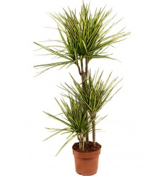 DRACENA (DRACAENA MARG.) SUNRAY 21Ø110H