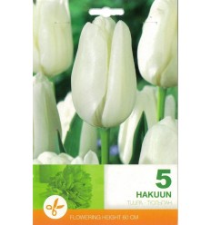 TULPES HAKUUN