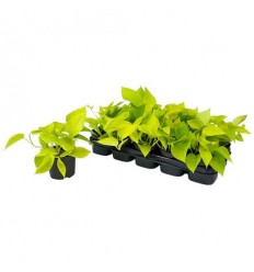 SCINDAPSIS GOLDEN POTHOS 12Ø25H