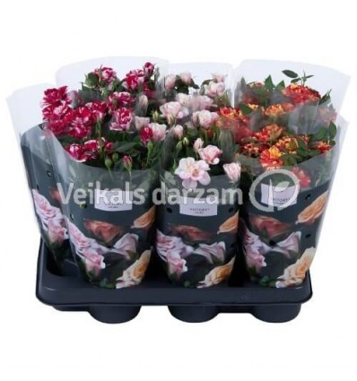 ROZE VICTORY MIX 10,5Ø28H