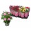 ROZE STAR ROSES MIX 10,5Ø26H