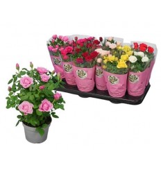 ROZE STAR ROSES MIX 10,5Ø26H