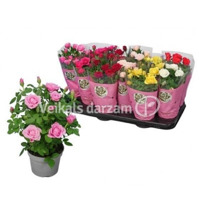 ROZE STAR ROSES MIX 10,5Ø26H