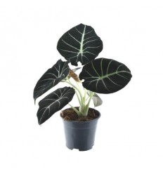 ALOKĀZIJA (ALOCASIA) BLACK VELVET 14Ø20H