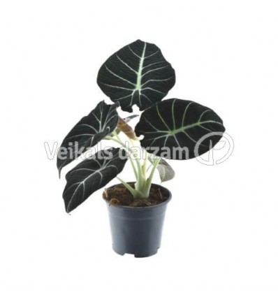 ALOKĀZIJA (ALOCASIA) BLACK VELVET 14Ø20H