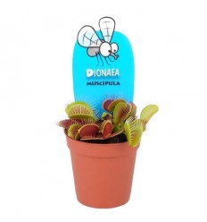 VENĒRAS MUŠĶĒRĀJS (DIONAEA MUSCIPULA) 5,5Ø5H