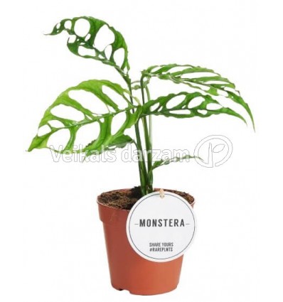 MONSTERA OBLIQUA PERU 12Ø25H