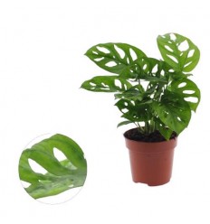 MONSTERA ADANSONII 12Ø35H