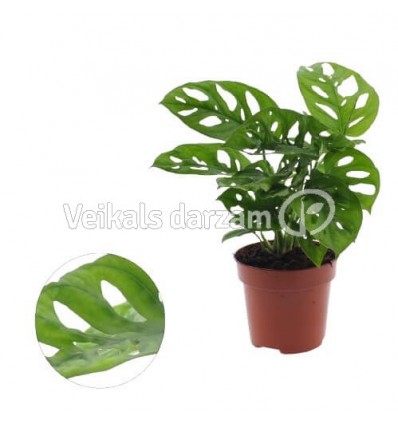 MONSTERA OBLIQUA 12Ø35H