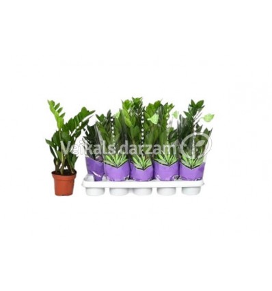 ZAMIOKULKAS (ZAMIOCULCAS) 12Ø40H