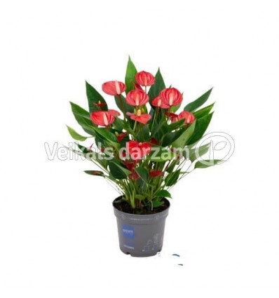 ANTŪRIJA MILJONU FLOWERS RED 12Ø43H