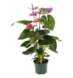 ANTŪRIJA (ANTHURIUM) CAVALI 17Ø70H