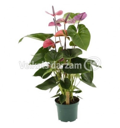 ANTŪRIJA (ANTHURIUM) CAVALI 17Ø70H