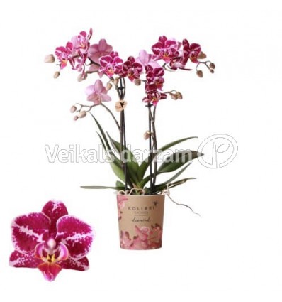 FALENOPSIS THAILAND 2ST. 9Ø40H