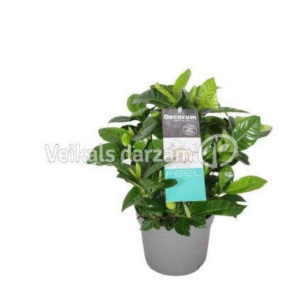 GARDĒNIJA JASMINOIDES 13Ø25H