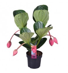 MEDINILLA LAMBADA 14Ø40H