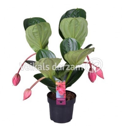 MEDINILLA LAMBADA 14Ø40H