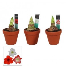 AMARILLIS (HIPPEASTRUM) ARR. TERRACOTA 13Ø25H