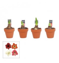 AMARILLIS (HIPPEASTRUM) ARR. TERRACOTA 9Ø20H