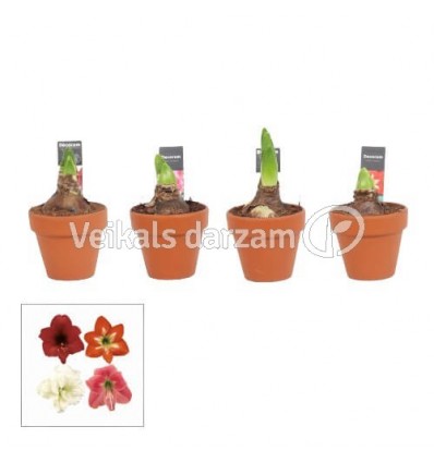 AMARILLIS (HIPPEASTRUM) ARR. TERRACOTA 9Ø20H