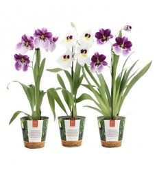 MILTONIJA (ORCHID MILTONIA) JUNGLE MIX 12Ø40H