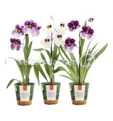 MILTONIJA (ORCHID MILTONIA) JUNGLE MIX 12Ø40H