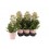 KALANHOJA (KALANCHOE) FEMININE PINK 14Ø45H