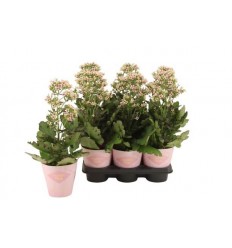 KALANHOJA (KALANCHOE) FEMININE PINK 14Ø45H