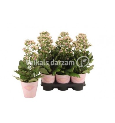 KALANHOJA (KALANCHOE) FEMININE PINK 14Ø45H