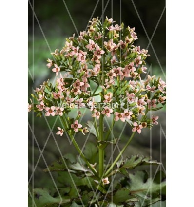 KALANHOJA (KALANCHOE) FEMININE PINK 14Ø45H