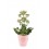 KALANHOJA (KALANCHOE) FEMININE PINK 14Ø45H