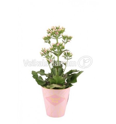 KALANHOJA (KALANCHOE) FEMININE PINK 14Ø45H