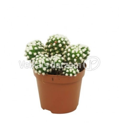 MAMILIARIA ALBATA 8,5Ø15H