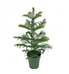 ARAUKĀRIJA (ARAUCARIA HETEROP.) 14Ø50H