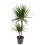 DRACĒNA (DRACAENA) MARGINATA 24Ø 120H